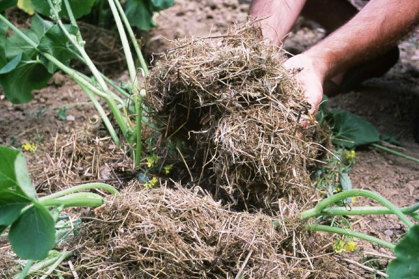 Le paillage au pied des jeunes plants permet de préserver l'humidité dans le sol © Nicolas Macaire LPO